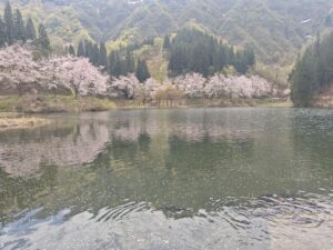 桜はきれいだった